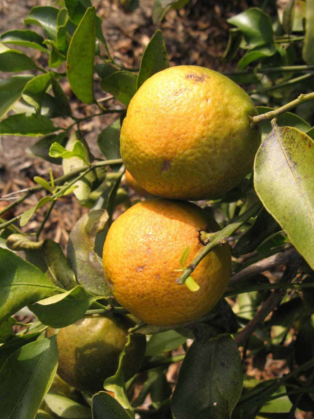              Fruit (Winter Haven, FL)       